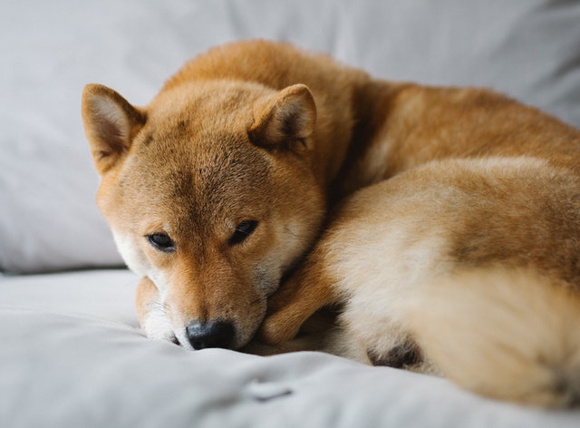 Conheça Raças De Cachorros De Pequeno Porte